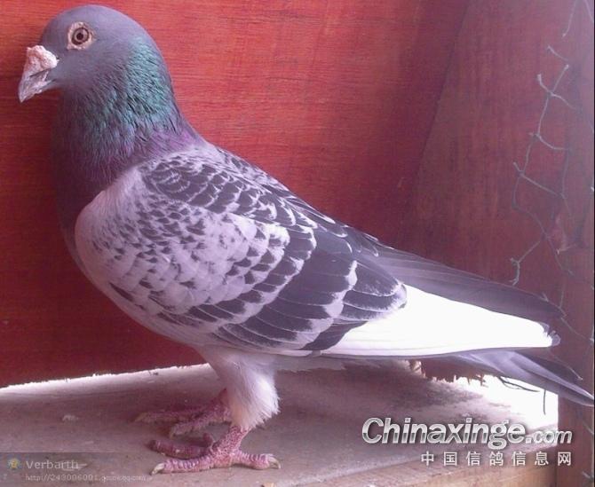 中国信鸽信息网官网_中鸽直播网_各地公棚_w