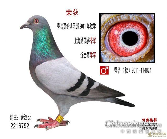 广东揭阳普宁丶粤普<em>赛鸽</em>俱乐部的一些<em>照片</em>--中