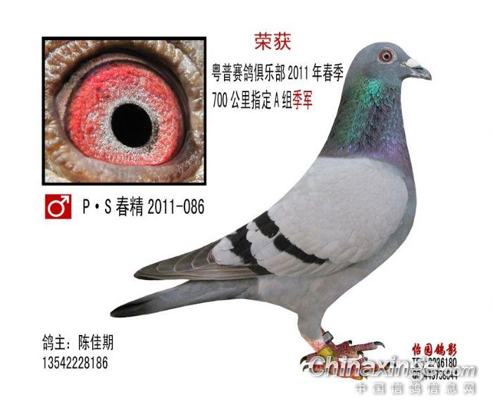 广东揭阳普宁丶粤普<em>赛鸽</em>俱乐部的一些<em>照片</em>--中