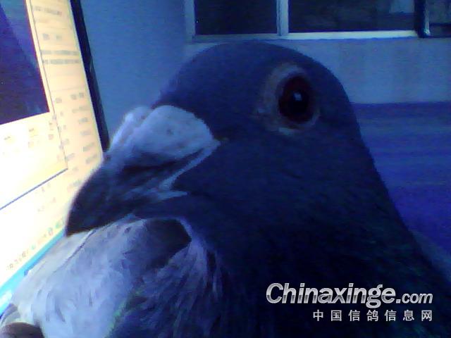 比利时有鸽子--中国信鸽信息网相册