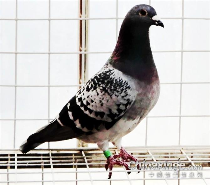 作品说明: 鸽子的日常生活写真