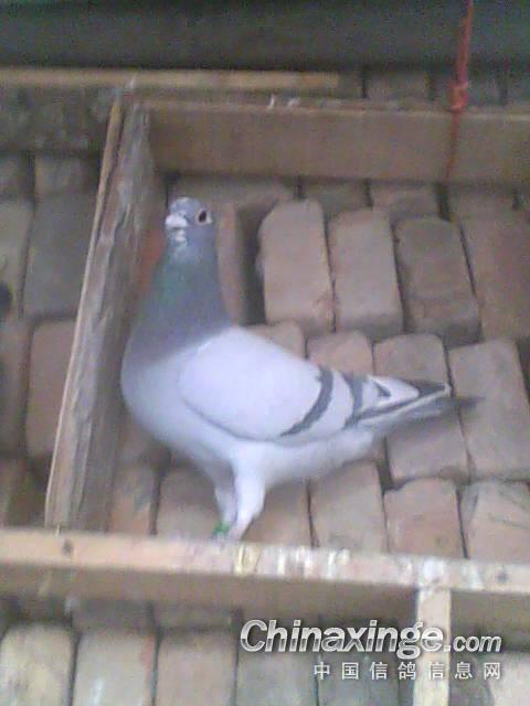 90后的<em>鸽子</em>--中国<em>信鸽</em>信息网相册