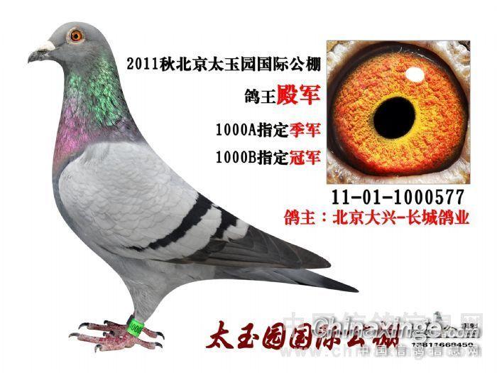 公棚获奖前名次鸽--中国信鸽信息网相册