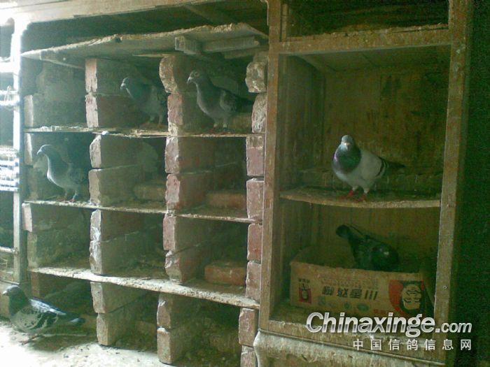 家里的鸽子--中国信鸽信息网相册