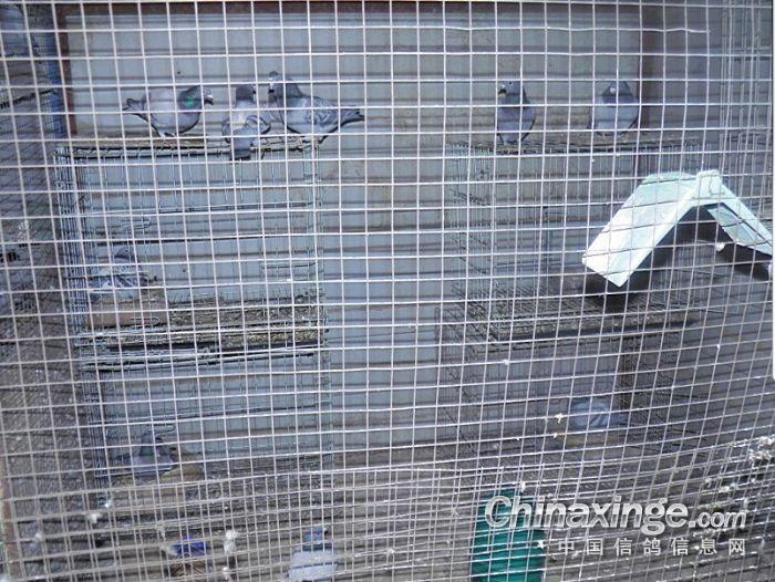 新的鸽子窝--中国信鸽信息网相册