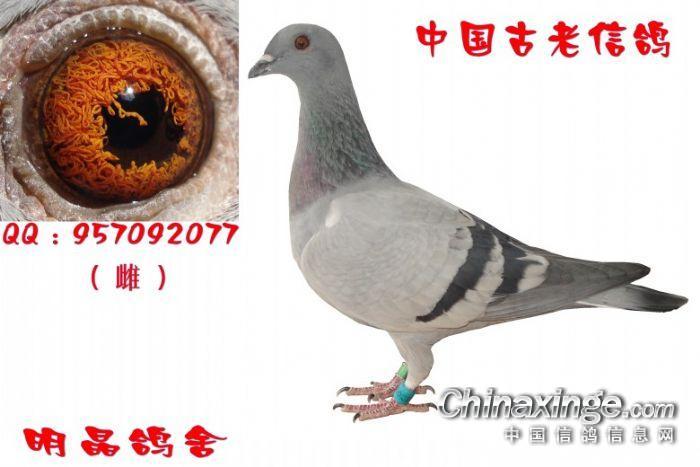 中国古老信鸽--中国信鸽信息网相册