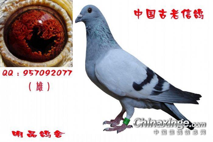 中国古老信鸽--中国信鸽信息网相册