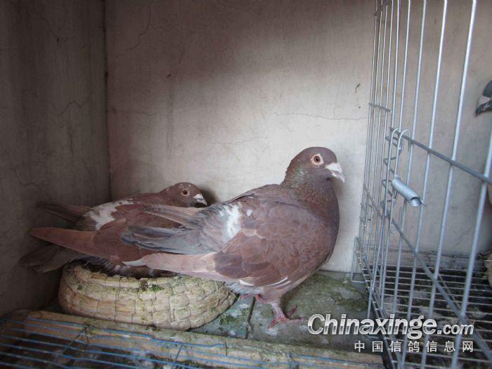 小鸽奴,大学生宿舍养鸽--中国信鸽信息网相册