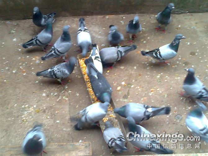 我的鸽子--中国信鸽信息网相册