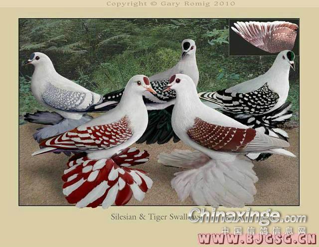 国外观赏鸽油画--中国信鸽信息网相册