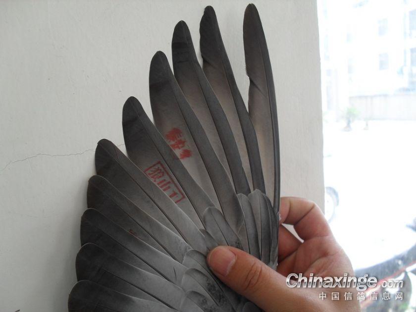 2012年春季1000公里江苏省联赛名次鸽--中国