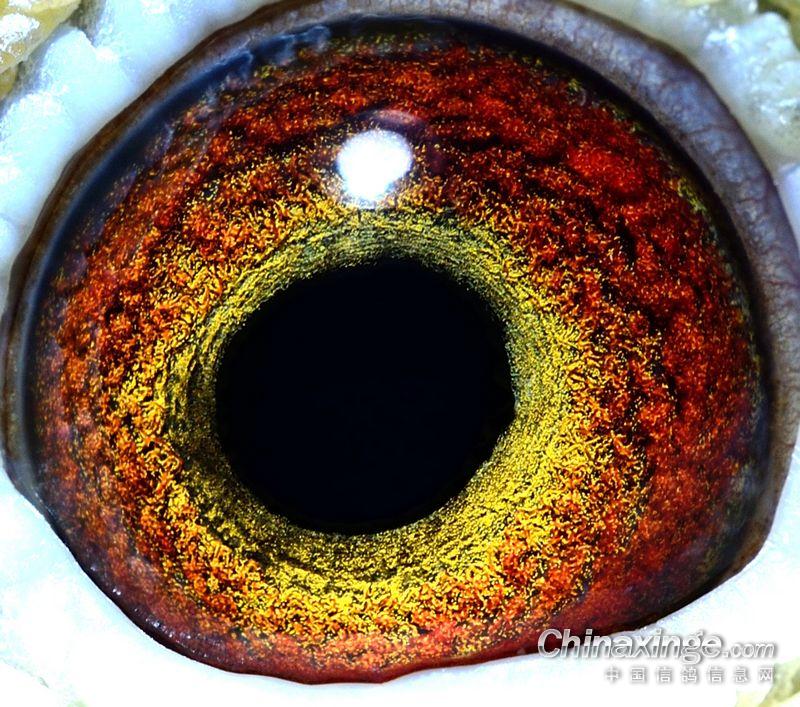 比利时原环名鸽眼睛