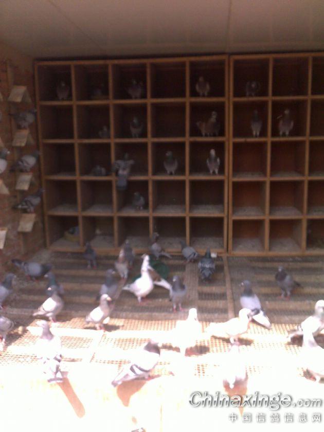 天津盘山鸽舍--中国信鸽信息网相册