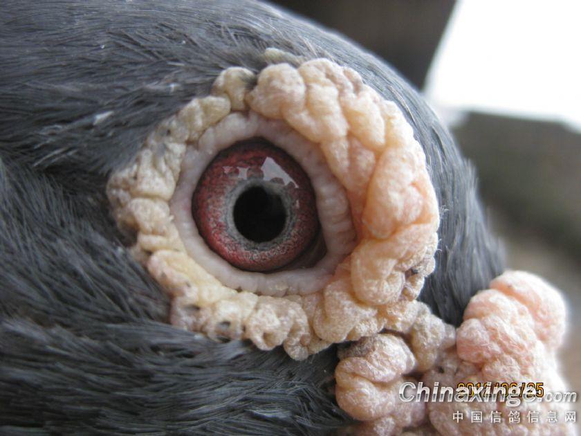 自己菜鸽子的眼睛