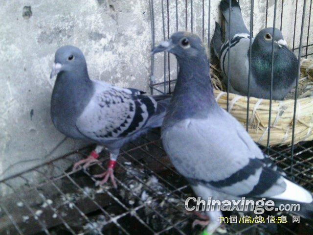 今年第二批小鸽子--中国信鸽信息网相册