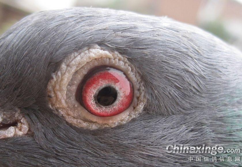 自己菜鸽子的眼睛--中国信鸽信息网相册