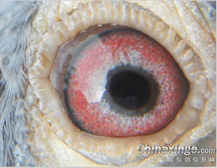 菜鸟总动员主题曲_菜鸟总动员电视剧_菜鸟总