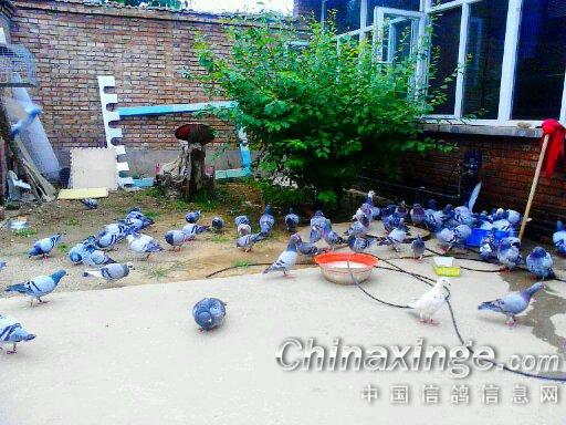 农家小院出租--中国信鸽信息网相册