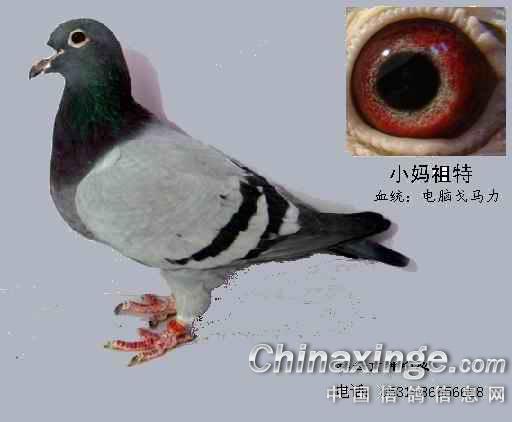 我家的电脑戈马力鸽子--中国信鸽信息网相册