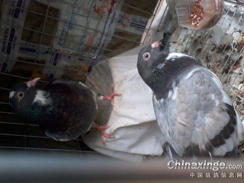 我的鸽子--中国信鸽信息网相册
