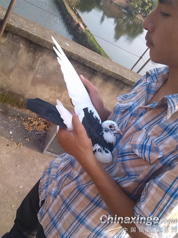 ´ڞg[DƬ