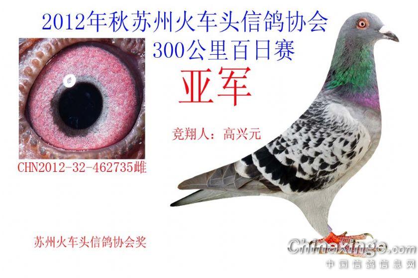 信鸽10 201211101407066.jpg