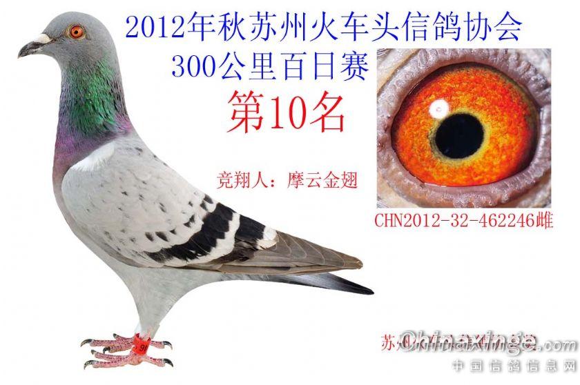 信鸽10 201211101411281.jpg
