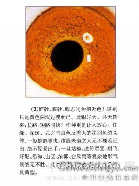眼睛的类型图解 20121115206204.jpg