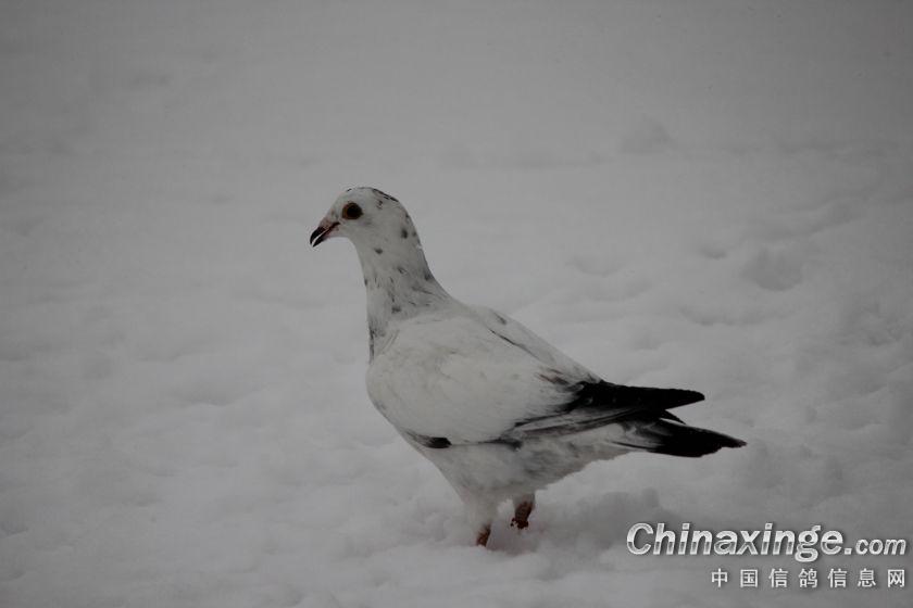 不是寒号鸟--中国信鸽信息网相册