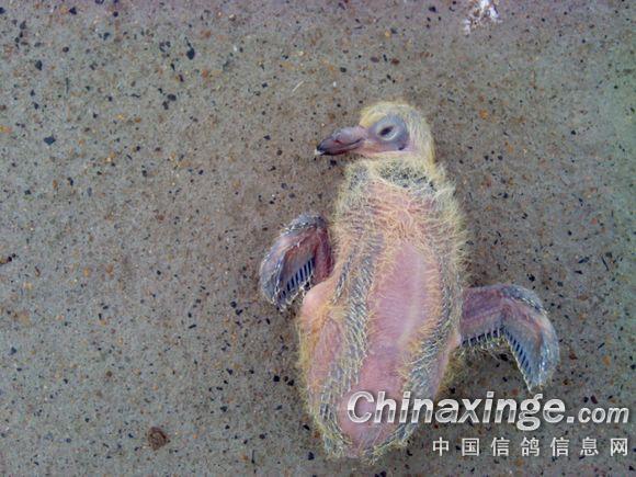 可怜的小鸽子--中国信鸽信息网相册