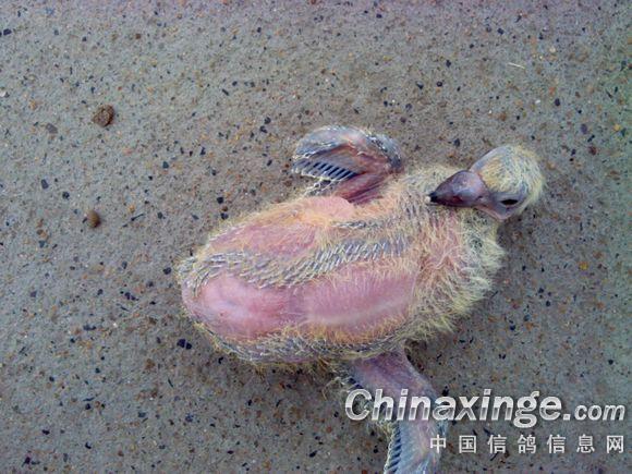 可怜的小鸽子--中国信鸽信息网相册