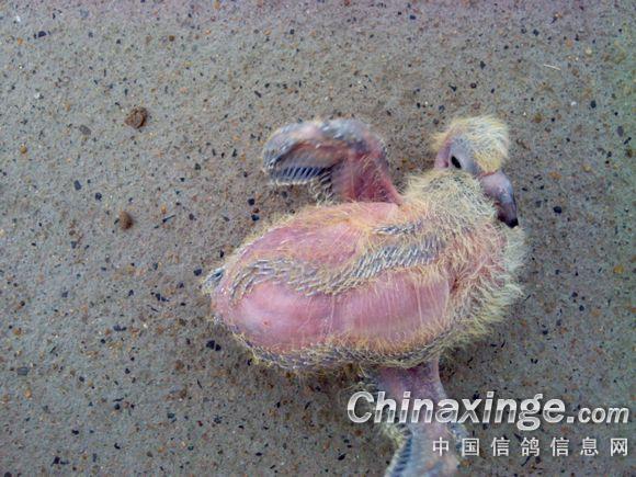 可怜的小鸽子--中国信鸽信息网相册