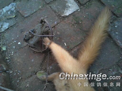 自制训放笼+游隼抓鸽子