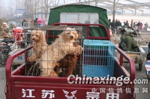 刘邦故里沛县狗市