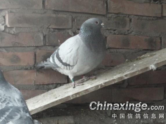 农村养鸽--中国信鸽信息网相册