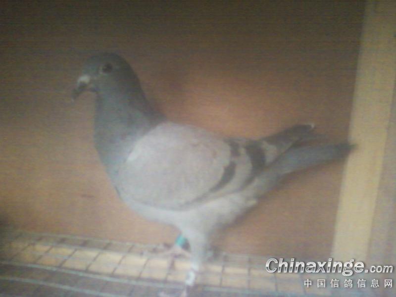 ´ڞg[DƬ
