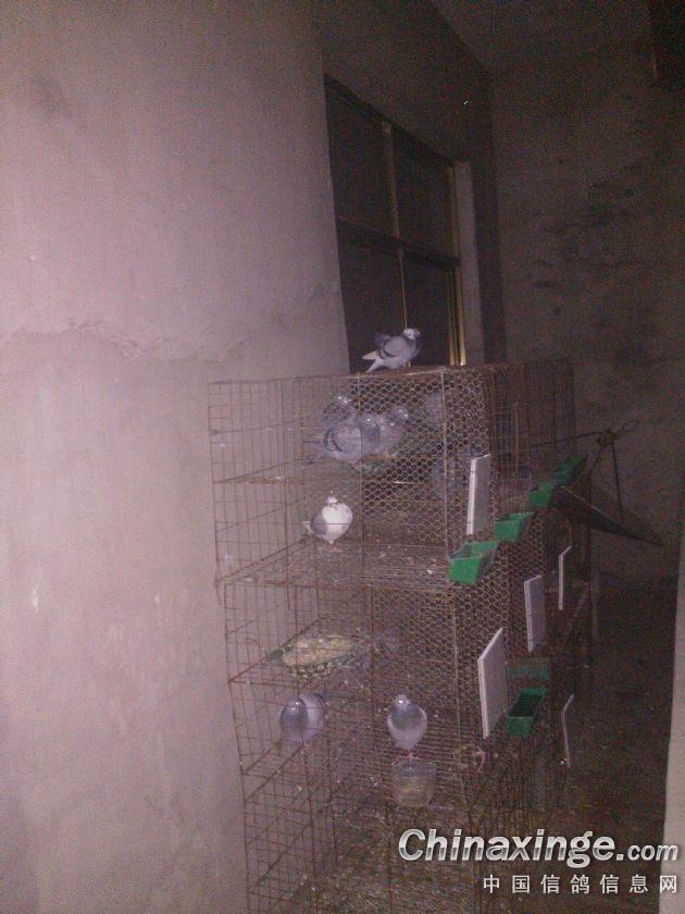 中国 相册/建鸽舍期间一部分鸽子关在笼子里快一个月了还有6只一只在外面...