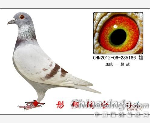 我的爱鸽--中国信鸽信息网相册