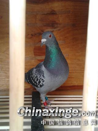 如何去国外买鸽子 20133311816117.jpg