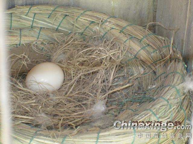 下蛋了--中国信鸽信息网相册