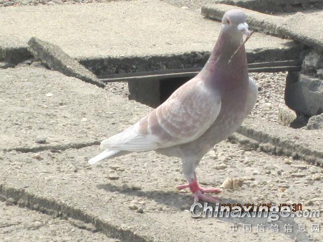 下蛋了--中国信鸽信息网相册