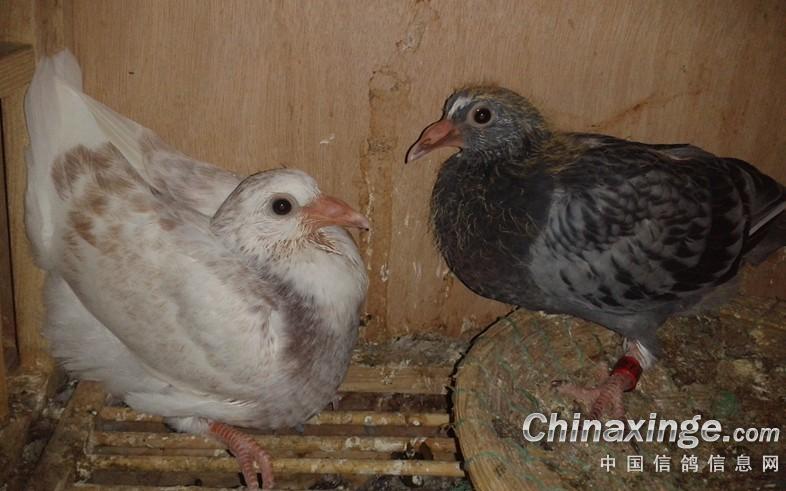 禽流感影响下的小鸽子--中国信鸽信息网相册