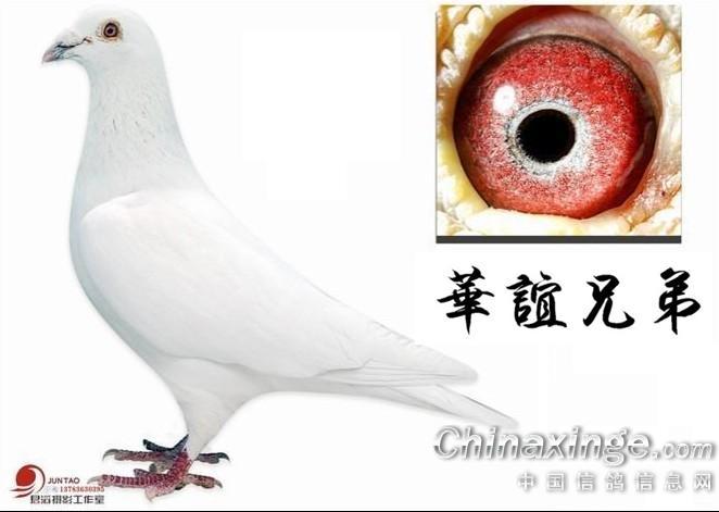 安徽华谊兄弟--中国信鸽信息网相册