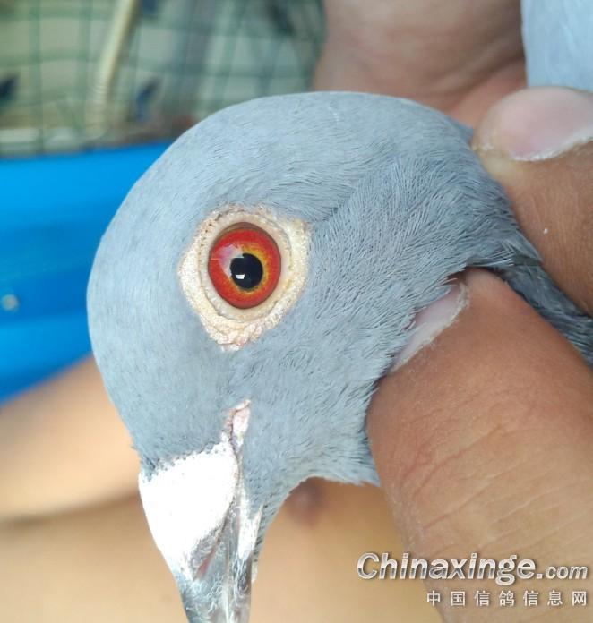 新手养鸽, 求师傅, 求支援--中国信鸽信息网相册