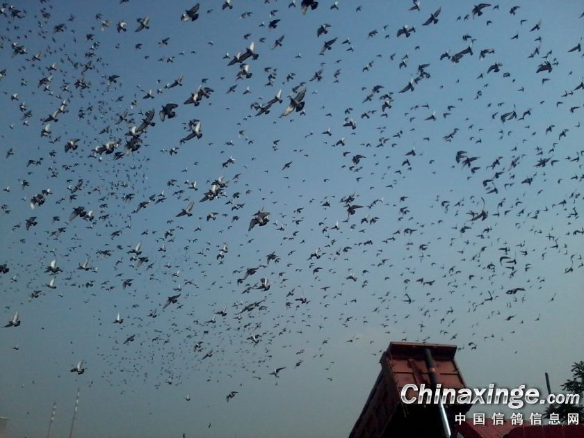 山西金海公棚家飞照片--中国信鸽信息网相册