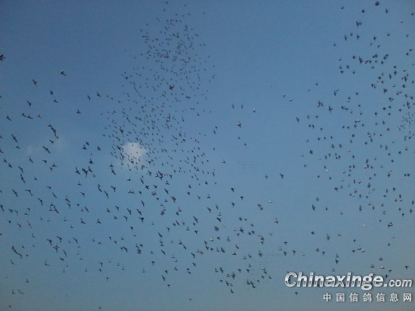 山西金海公棚家飞照片--中国信鸽信息网相册
