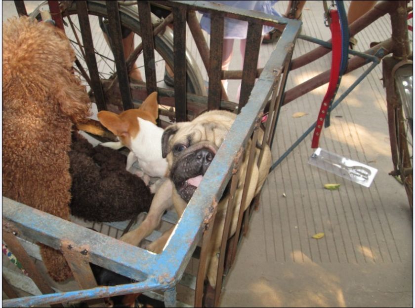 周日-梧州狗市游--中国信鸽信息网相册