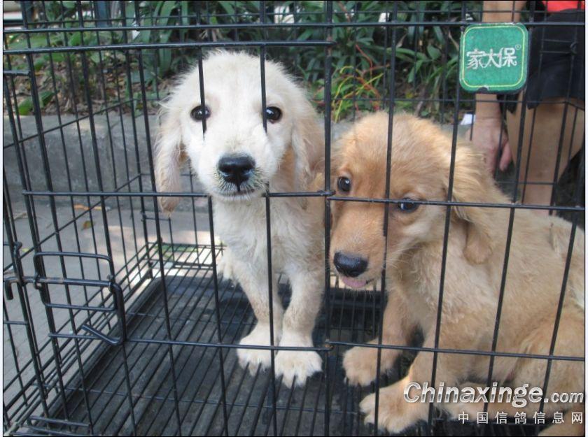 周日-梧州狗市游--中国信鸽信息网相册