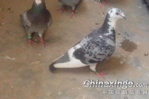 信鸽鸽子养殖全集视频 20138301236329.jpg