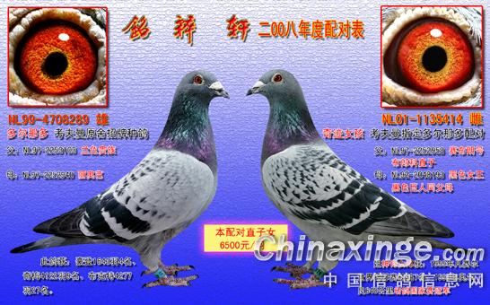 种鸽配对---眼沙对--中国信鸽信息网相册
